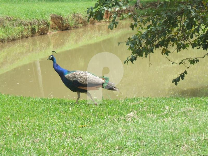Foto-Imovel-ID005078No0009-fazenda--areal-.JPG