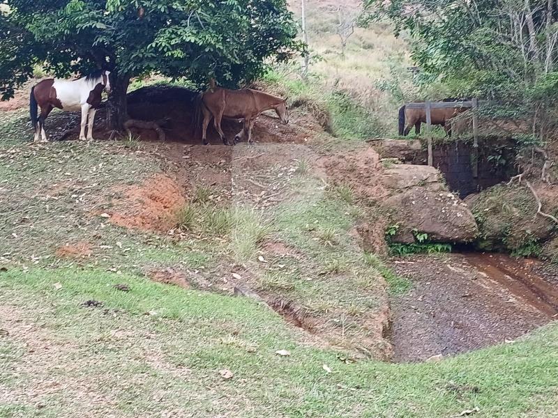 Foto-Imovel-ID102173No0013-fazenda--petropolis--17231466214895.jpeg