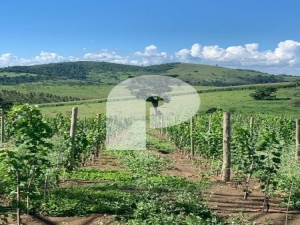 Terreno Residencial - Areal, Areal